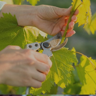 Our Cultivation Method