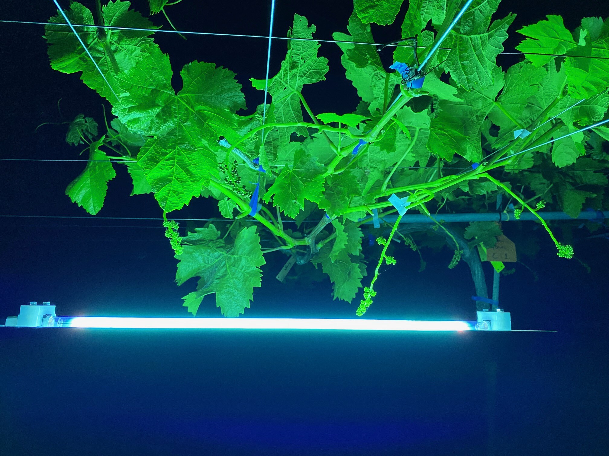 UV pic